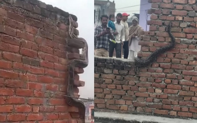 Nhìn lên tường, người dân sốc nặng khi thấy cảnh tượng nổi da gà