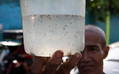 Kỳ lạ ngôi làng đổi gạo lấy muỗi chết