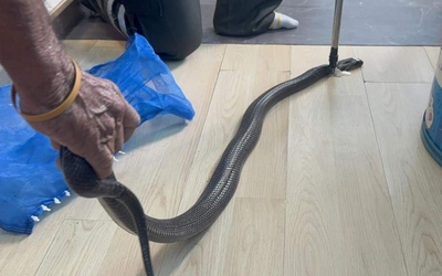 Bị rắn hổ mang cắn, cháu trai gọi điện cho bà ngoại nói lời tạm biệt