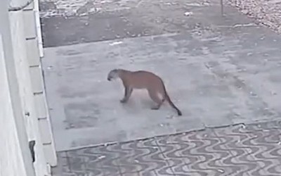 Báo sư tử lang thang trên phố khiến người dân sợ hãi