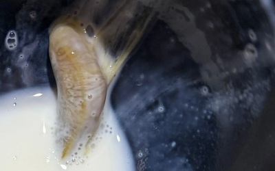 Người mẹ hoảng sợ phát hiện "sinh vật kỳ dị" trong hộp sữa mà hai con nhỏ đã uống