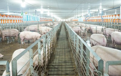 Lợi nhuận BAF lao dốc trước áp lực chi phí và giá heo