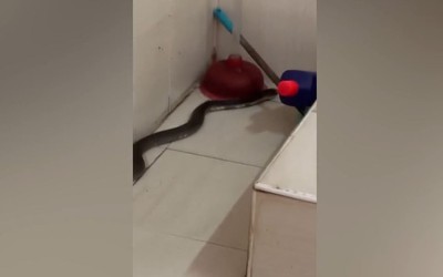 Người đàn ông sốc nặng khi nhìn thấy cảnh tượng trong nhà vệ sinh