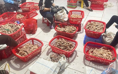 Phát hiện 3,5 tấn chân gà không rõ nguồn gốc xuất xứ