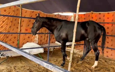 Con ngựa màu đen có giá lên tới 44,5 tỷ đồng