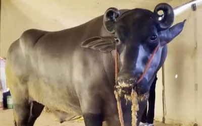 Con trâu khổng lồ có giá hơn 68 tỷ đồng