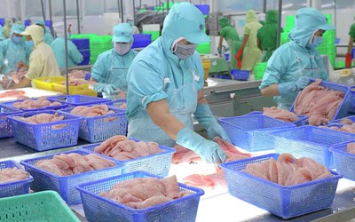 Vĩnh Hoàn bứt tốc lợi nhuận quý III/2025 nhờ tỉ giá và đầu tư tài chính