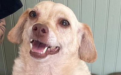 Chú chó thất lạc suốt 5 năm và cuộc đoàn tụ kỳ diệu với chủ