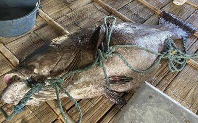 Ngư dân bắt được con cá mú khổng lồ nặng 194kg trên biển