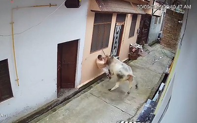 Người đàn ông bị bò tấn công, hất văng xuống cống