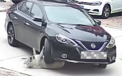 Bị ô tô cán trúng, chú chó nặng 64kg vẫn sống sót khiến bác sĩ sốc nặng