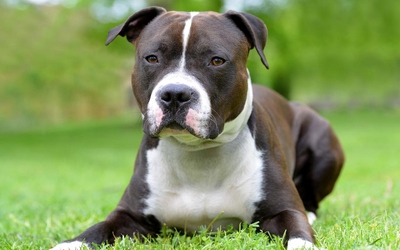 Con trai bị chó Pitbull cắn tử vong tại nhà, người cha bị bắt