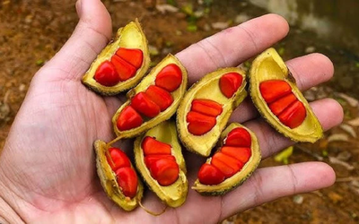 Loại hạt xưa rụng "thối gốc" không ai nhặt, nay giá tiền triệu/kg
