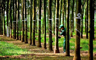 “Mùa vàng” cho ngành cao su 