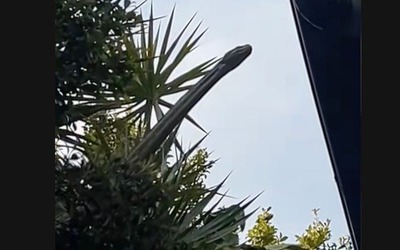 Nhìn lên cây, người phụ nữ bắt gặp cảnh tượng nổi da gà