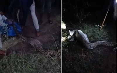 Bắt được con trăn khổng lồ dài 3,7 mét, nặng 50kg