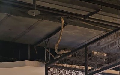 Nhìn lên trần nhà, người dân sợ hãi bỏ chạy khi thấy cảnh đáng sợ