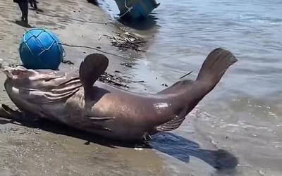 Ngư dân câu được con cá mú khổng lồ nặng hơn 80kg trên biển