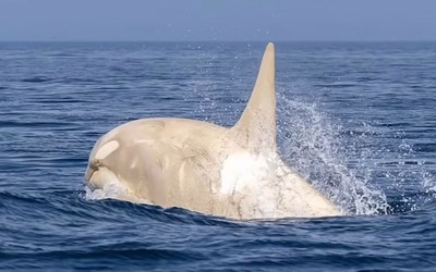 Phát hiện cá voi lưng gù bạch tạng quý hiếm lao lên khỏi mặt nước