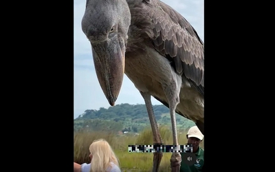 Loài chim khổng lồ giống khủng long bất ngờ xuất hiện trên thuyền ở châu Phi