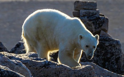 Người đàn ông ra đi mãi mãi khi cố gắng chụp ảnh gấu Bắc Cực