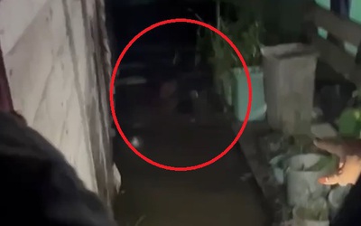 Đi bộ về nhà, cậu bé bị thứ đáng sợ tấn công trong đêm