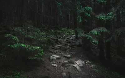 Người đàn ông phát hiện thứ đáng sợ trong rừng khiến dân mạng xôn xao