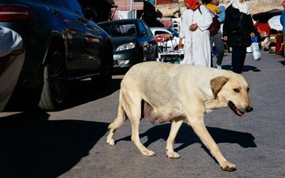 Maroc bị chỉ trích vì giết hàng nghìn con chó vì World Cup