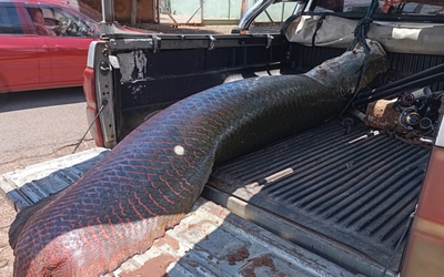 Ngư dân câu được con cá hải tượng khổng lồ nặng 100kg trên sông