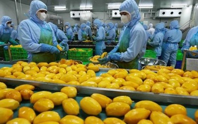 Khuyến cáo doanh nghiệp cập nhật quy định mới của Trung Quốc về xuất khẩu thực phẩm