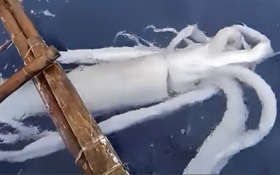 Ngư dân câu được con mực khổng lồ nặng 50kg trên biển