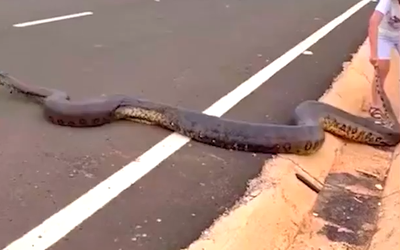 Trăn khổng lồ xuất hiện trên đường khiến nhiều người hoảng sợ