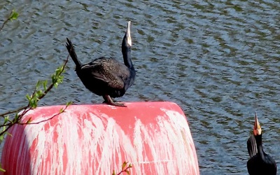 Phát hiện con chim có vẻ ngoài "gần như thời tiền sử" trên sông
