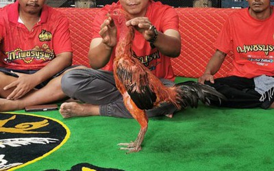 Con gà chọi được trả 2,8 tỷ đồng, người đàn ông từ chối bán