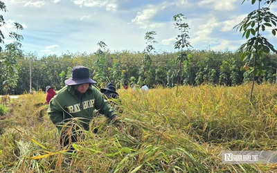 Mùa vàng giữa rừng cao su ở Đồng Nai