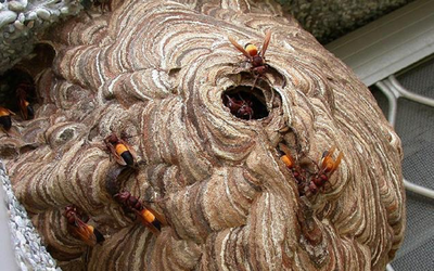 Đang dọn dẹp nhà, người đàn ông 45 tuổi bị con vật quen thuộc đốt nguy kịch