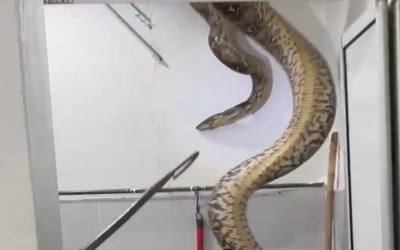 Bắt được con trăn khổng lồ nặng 60kg đột nhập vào nhà dân