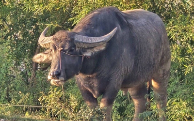 Con trâu nặng 800kg húc bố chồng và con dâu tử vong trên ruộng lúa