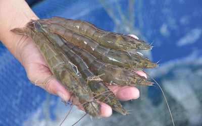 Tăng mức trợ cấp thất nghiệp từ 1/1/2026, Anh rà soát miễn trừ hạn ngạch thuế với thép cây Việt Nam