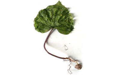 Loài cây quý hiếm bậc nhất thế giới, chỉ có duy nhất 1 lá trong đời, ở Việt Nam cũng có