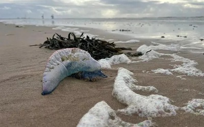 Những sinh vật có khả năng gây chết người dạt vào bãi biển nổi tiếng