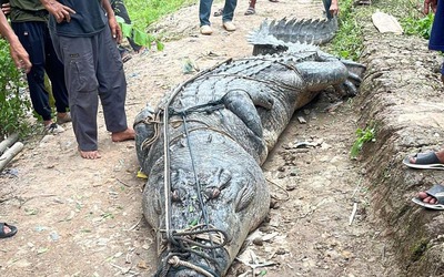Người dân bắt được cá sấu khổng lồ dài 7 mét, nặng gần 1 tấn dưới sông