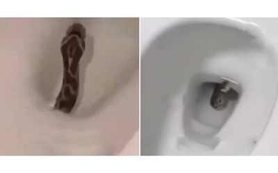 Nhìn thấy thứ đáng sợ trong bồn cầu, người phụ nữ vừa chạy vừa la hét