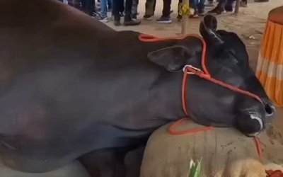 Con trâu khổng lồ trị giá 62 tỷ đồng bất ngờ tử vong tại hội chợ