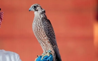 Con chim ưng được bán với giá 2,4 tỷ đồng