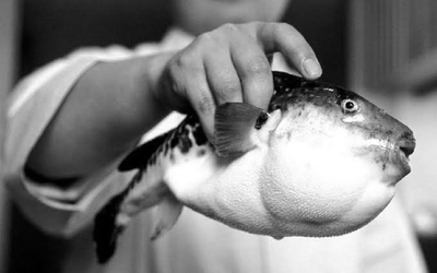 Người đàn ông 53 tuổi nguy kịch sau khi ăn con cá quen thuộc "kịch độc"