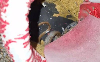 Nhìn vào trong giày, người phụ nữ sốc nặng khi thấy thứ đáng sợ