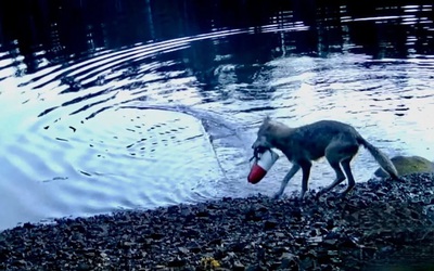 Phát hiện chấn động về hành vi chưa từng ghi nhận ở sói