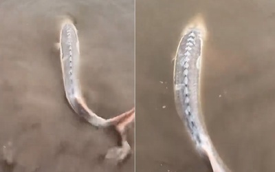 Câu được con cá màu trắng, người đàn ông sợ hãi thả lại sông