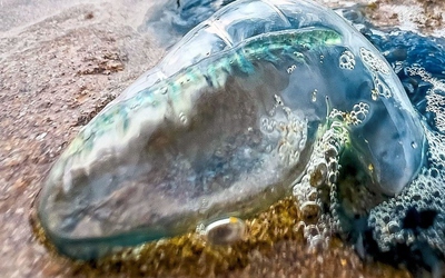 Cậu bé 2 tuổi bị sứa đốt tử vong khi đi chơi trên biển